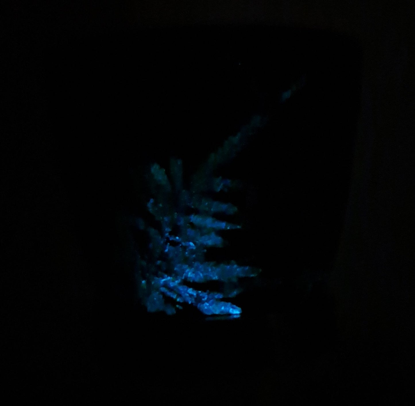 Glow in the dark Topf "Farn &  Anthurium"